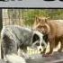 Cuddly Merlin Victoria Foxes W Ambrose Fox