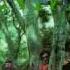 Creedence Clearwater Revival I Put A Spell On You