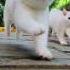 Как подзывают кошек в разных странах Cat кот