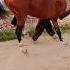 Miya Bhai Shorts Dancing Horse Viral Usmanking49