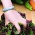 Here Is Your Favourite Vegetable Cutting Short Ytshorts Asmr