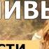 КАК СПАСТИ БРАК ВИДЕОРУКОВОДСТВО ДЛЯ ЛЕНИВЫХ