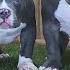 KILLINOIS KENNELS LIVE AMERICAN BULLY TALK GOIN OVER OUR NEXT DROP