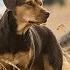 A DOG S WAY HOME International Trailer 2