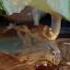 Whisky Coke Scotch Whisky Mixers