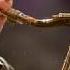 Chris Potter It Ain T Me Babe