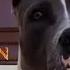Simplesmente Mazikeen Lycanbulls