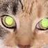 Гламурная девушка цитаты жизнь Cat цитатыосмысле цитатыпрожизнь стетхем нюша прикол Shorts