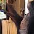Smart Phone With Smart Monkey