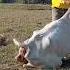 Breeding Dogs And Cows Better