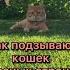 Как подзывают кошек в разных странах котики кот