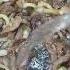 Kuksi Koreanfood Cooking Choyxona Ketyperrydarkhorse Summerfood Choyxona