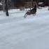 Deer Joyfully Leaping Over Snow A Magical Winter Scene Animals Dancing Foryou