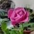 Rose Muriel Robin Rose Flower Roseflower роза