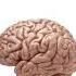 Brain Processing Speed 120 Bits Per Second
