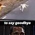Dog Sad Moments SAD GOODBYE