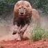 ملك الغابه The Lion King The Lion King 2019 Lion King اسد ملك الغابه ميسي في قطر و هو