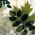 Deep Forest Forest Hymn Long Ambient Mix
