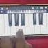 Benazir Bhutto Song Music Piano Tutorial Hyderabadi Marfa Hyderabad Marfa Shorts Music Yt Banjo