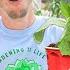 5 Tips For Growing Cucumbers