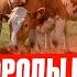 Лучшие породы КРС в мире сравнение пород коров породы скота