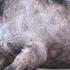 15 Abnormally Large Animals That Actually Exist
