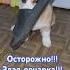 ШОК Слабонервным не смотреть Злая овчарка напала на человеческое изобретение собака