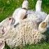Circle Time Mary Had A Little Lamb