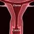 The Female Reproductive System Uterus Fallopian Tubes And Ovaries