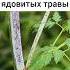 3 смертельно ядовитых травы Болиголов Цикута Кокорыш ядовитыетравы травы травник
