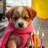 Single Birthday Dog Dogs Doglover Puppies Dogsofinstagram Doglife Dailydog