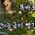 빨간 능금이 열릴 때 까지 선우혜경 가사
