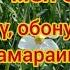 Күн дебедим мен сени Сөзү обону Каныбек Мамараимовдуку Аткарган Автор