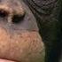 Chimp Vs Human Memory Test BBC Earth