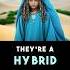 Indigo Children REVEALED Alien Origins And Soul Mission