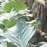 Howto Growing Cabbage Short Videoshort Easy How To Grow Cabbage FarmerHouseKH How Plants