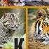 Львы тигры дикие кошки Lion Tiger Wild Cats