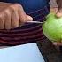 Amazing Tasty Masala Pyara Guava Makha Recipe Making Skills Shrots