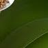 No Flower Stimulant Needed Just 1 Spoon Of This And Your Orchids Will Bloom In No Time