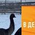 В деревне под Курском разводят страусов