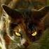 Warriors Cats Mapleshade Edit Mapleshade Cats Viralvideo Viralshorts Short Warriorscats
