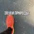 Звуки природы бег