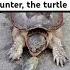 Lightning Speed Of Movement From Nature S Silent Hunter The Turtle Nature Meditation