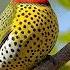 New Beautiful Birds Travel Nature Beach Lake Music Dji Sound Birds Birdcall Meditation