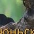 Июньский ток тетерева Black Grouse Lyrurus Tetrix L