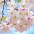 Gentle Breeze Pink Cherry Blossoms Nature S Fleeting Spring Beauty
