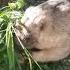 Tamed Marmot Marmot Tosh ручной сурок домашний сурок Что ищет Тошка