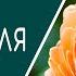 Что нужно розам для роста