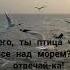 Отчего ты птица чайка Все над морем чайка море птицы
