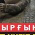 Батырбаев Басыма пакет кигізіп тұншықтырып соңынан үтік басты Амалсыз келісіп шығуға тура келді